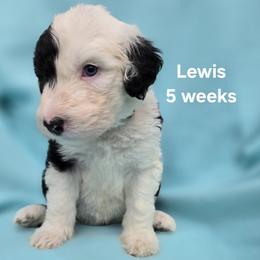 Lewis - Gray and white male Old English Sheepdog puppy in Sutherlin, Oregon from Sapphire Eyes Sheepdogs