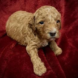 Kisses - Red  female Goldendoodle puppy in Bradenton, Florida from Christianna’s Mini Goldendoodles
