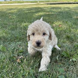 Girl 35 - Cream female Goldendoodle puppy in West Point, Iowa from Circle A Mini Goldendoodles and Mini Bernedoodles