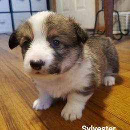 Pembroke Welsh Corgi Puppies from Mandi Coulter
