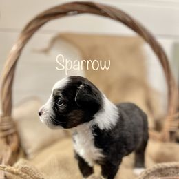 Girl 7 - Miniature American Shepherd puppy in Eclectic, Alabama from Solid Rock Miniature American Shepherds