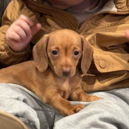 Gidget - Red female Dachshund puppy in Salem, Oregon from Longdox Mini Dachshunds
