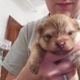 Pomeranian Puppies from Argetsinger Poms