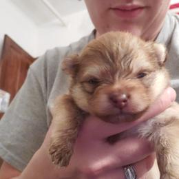 Pomeranian Puppies from Argetsinger Poms