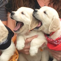 Golden Retriever and Goldendoodle Puppies from Lewis Goldens