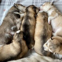 Pomsky Puppies from Goodness Gracious Pomskies