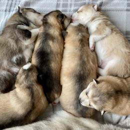 Pomsky Puppies from Goodness Gracious Pomskies