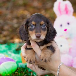 Max - Chocolate and tan male Dachshund puppy in Fort Myers, Florida from Blossom Paws