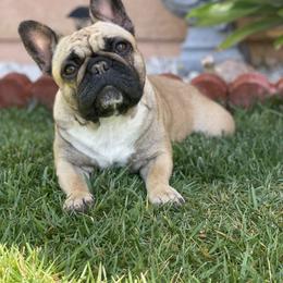 Mila - French Bulldog