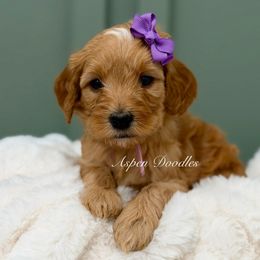 Lavender collar COCOA - Apricot female Goldendoodle puppy in Salem, Utah from Aspen Doodles