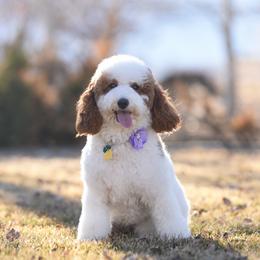 Roxy - Goldendoodle