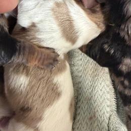 Boy 1 - Chocolate and tan male Dachshund puppy in Paisley, Florida from Pantheon Dachshunds