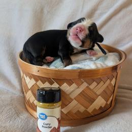Curry - Black rust and white male Bernese Mountain Dog puppy in Marion, Indiana from Zarah's Bernese Mountain Dogs
