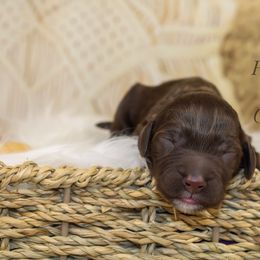 Dark purple collar - Chocolate female Goldendoodle puppy in Plattsburgh, New York from Adirondack Poodles Goldendoodles,Bernedoodles & Schnoodles