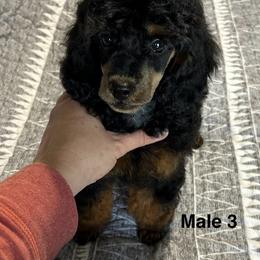 Boy 3 - Phantom Poodle puppy in Bryan, Texas from JRS Poodles