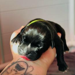 Brutale - Black male Cane Corso puppy in Houston, Texas from Mortaio Cane Corso