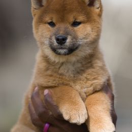 Boy (Green) - Red Shiba Inu puppy in Hephzibah, Georgia from Evenfalls Shiba Inu