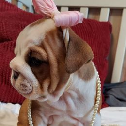 Bulldog Puppies from Flobama English Bulldogs