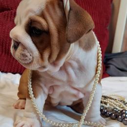 Bulldog Puppies from Flobama English Bulldogs