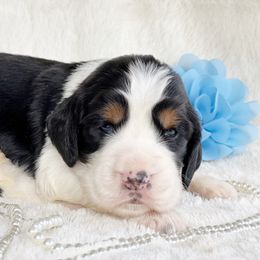 English Springer Spaniel Puppies from Cedarhaven Springer Spaniels