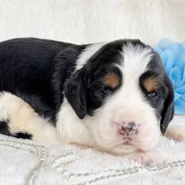 English Springer Spaniel Puppies from Cedarhaven Springer Spaniels