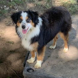 Kona - Toy Australian Shepherd