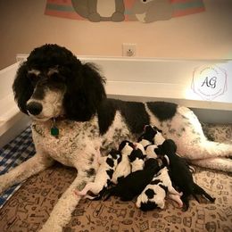 "Nursery pictures - 1 day old" Poodle Puppies from Amazing Grace Standard Poodles