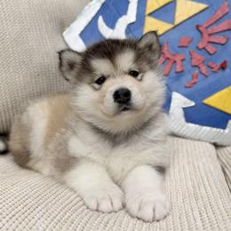 Navi - Gray and white female Alaskan Malamute puppy in Iowa City, Iowa from Alpenglow Alaskan Malamutes