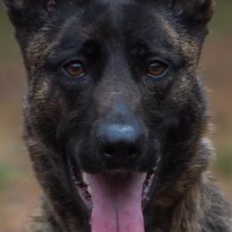 American Pit Bull Terriers and Dutch Shepherds from Van Freiheight K9s