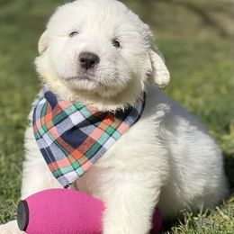 OFA health tested Gray Boy - Great Pyrenees puppy from River's Bend Walnut Orchard