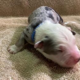 Boy 1 went home 4-16-23 - Blue merle Australian Shepherd puppy in Williams, Arizona from Aussie Mesa Ranch