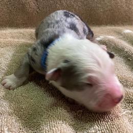 Boy 1 went home 4-16-23 - Blue merle Australian Shepherd puppy in Williams, Arizona from Aussie Mesa Ranch