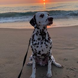 Dalmatian Puppies from Stagecoach Dalmatians