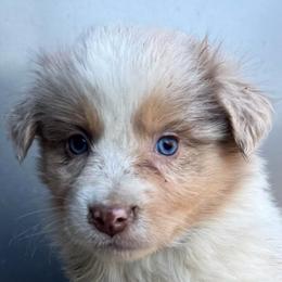 Jane - Red merle female Australian Shepherd puppy in Stanford, Kentucky from Red Feather Aussies