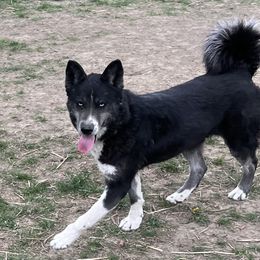 Margueax - Siberian Husky