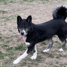 Margueax - Siberian Husky