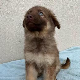 Red Collar Girl - Sable female German Shepherd puppy in Columbus, Mississippi from Olde Wolfe German Shepherds