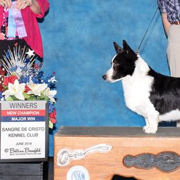 Cardigan Welsh Corgi All Grown Up from Wingsong