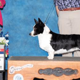 Cardigan Welsh Corgi All Grown Up from Wingsong