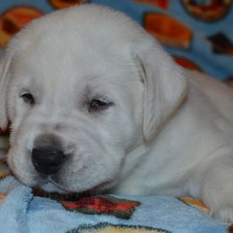 Champion sired Hero - Yellow male Labrador Retriever puppy in Spring Creek, Nevada from Badland Kennel