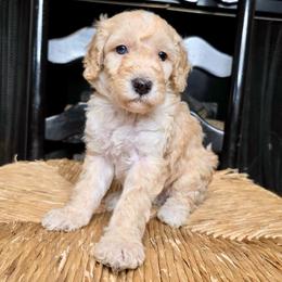 Baxter - Yellow and white male Bernedoodle puppy in Tyner, Kentucky from Good Dog Doodles