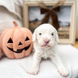 Donald - Chalk male Australian Labradoodle puppy in Palmdale, California from Pixie Doodle Paws