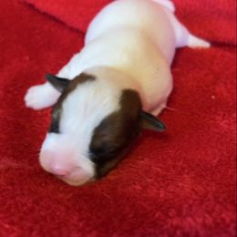 Cash - White and tan male Russell Terrier puppy in London, Kentucky from Norvell Kennels