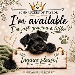 Espresso - Parti female Miniature Schnauzer puppy in Temple, Texas from Schnauzers Of Taylor