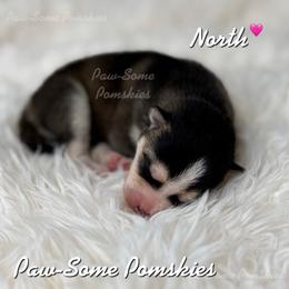 North - waitlist hold - Black and white female Pomsky puppy in Krum, Texas from Paw-Some Pomskies