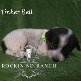 Tinkerbell - Blue female Australian Cattle Dog puppy in Silsbee, Texas from Rockin ND Ranch
