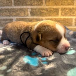 Black collar male - Sable male Pembroke Welsh Corgi puppy in Mcarthur, Ohio from Bentley Corgis LLC