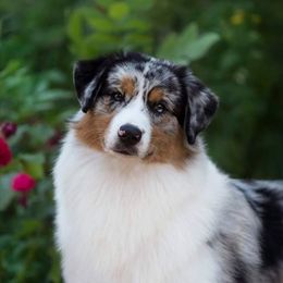 Chancie - Australian Shepherd