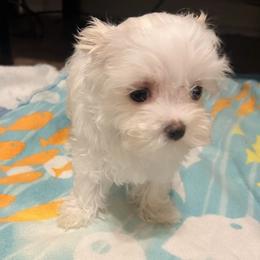 Noah - White male Maltese puppy in Hephzibah ( Richmond County ), Georgia from Healing Pawz LLC