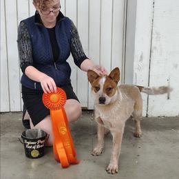 Visenya - Red speckled female Australian Cattle Dog puppy in Rogue River, Oregon from FullMoon Cattle Dogs